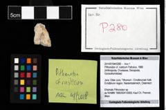 Foto (Objekt + Etikett) von Pithonoton cf. rusticum (Patrulius, 1966)  (NHMW-GEO-2014-0194-0280)